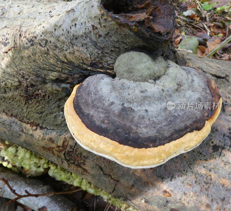 木真菌(Fomitopsis pinicola)